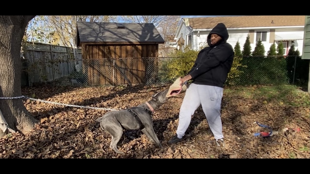 Bite Training With My Cane Corso Puppy| making a DIY post chain