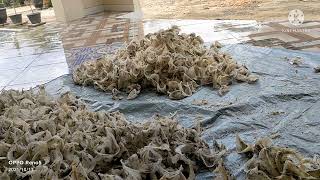 Download Lagu suara inap legendaris sampai sekarang MP3