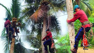 Cưa cây Dừa Cao ở vị trí hẹp gần đường dây điện. Cưa Cây Kỹ Thuật 