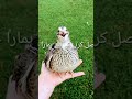 female quail Sound , batair karik , mada Batair ki Awaz