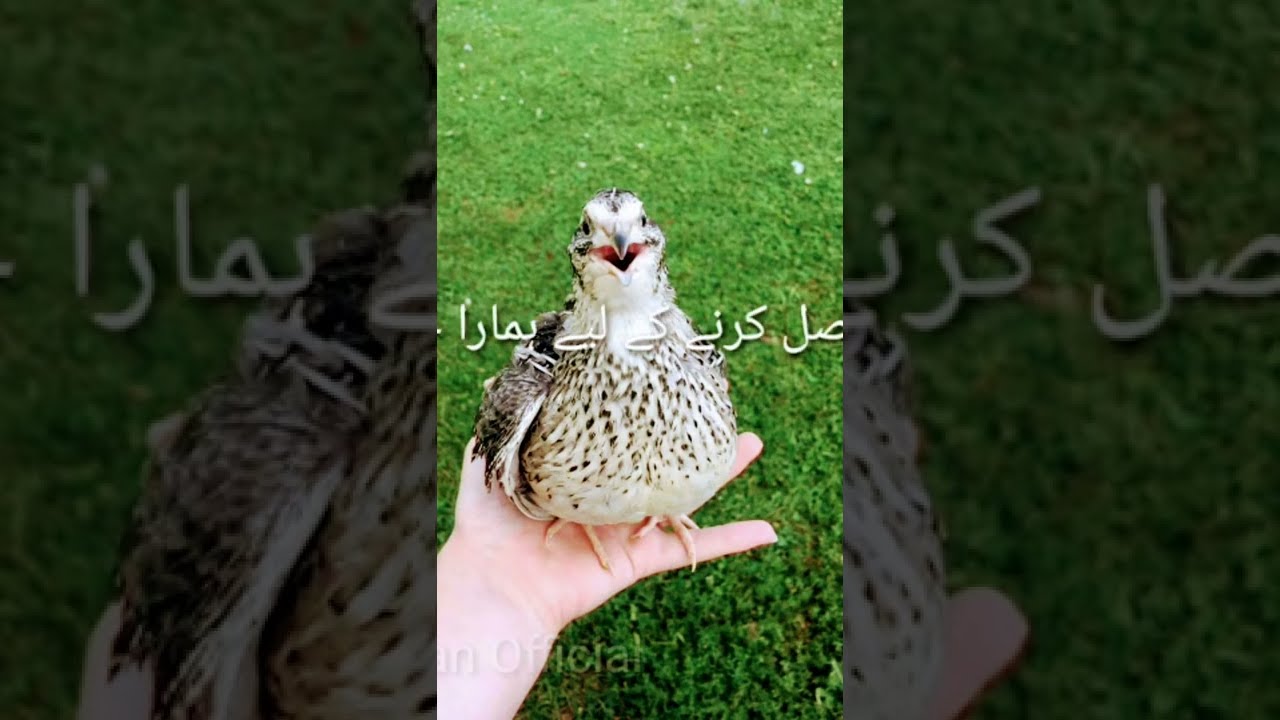 Female quail Sound  batair karik  mada Batair ki Awaz