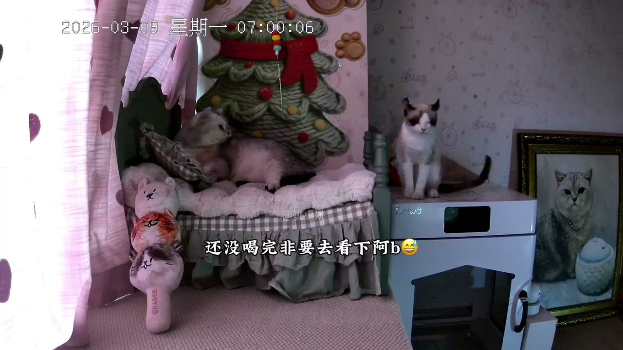 Oops! Cat Stepped on My Foot - Daily Life Fails CatMischief WeightLossChallenge