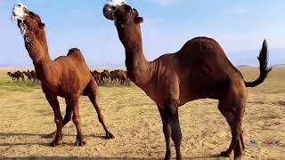 OOWR DOOBINAYSO | GEEL | CAMEL | جمل Resimi