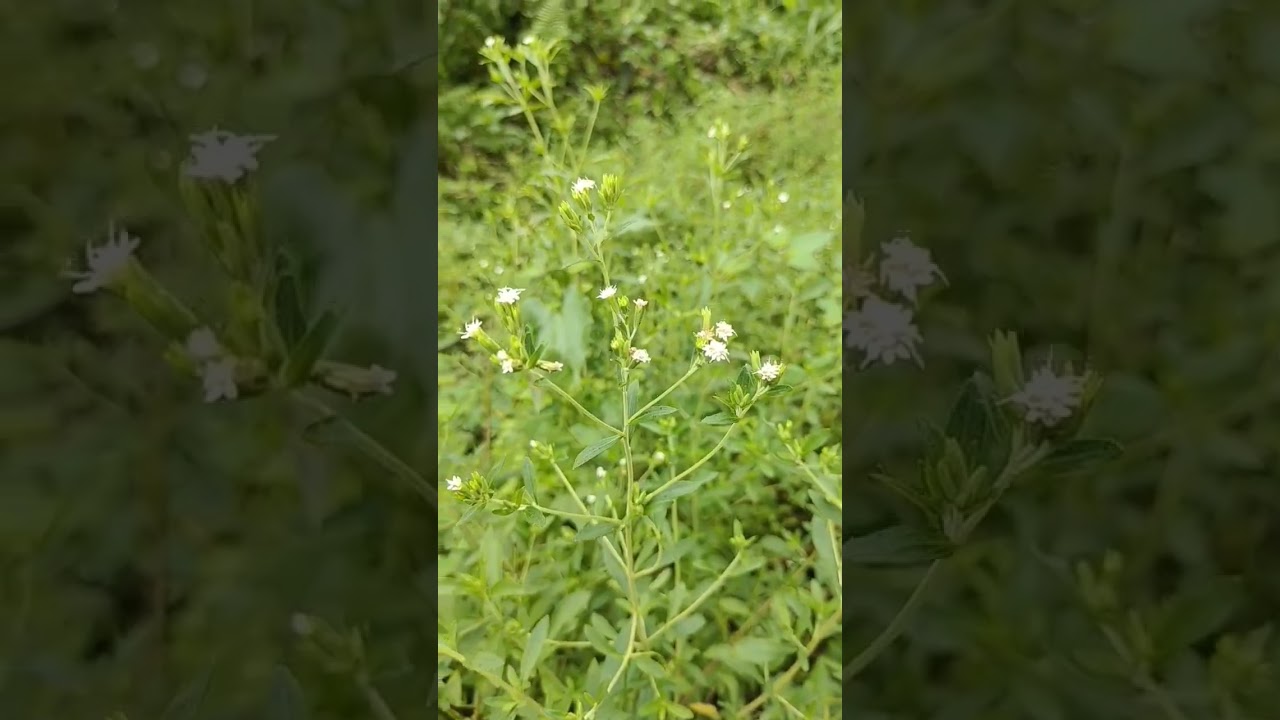 Stevia the sugar plant 