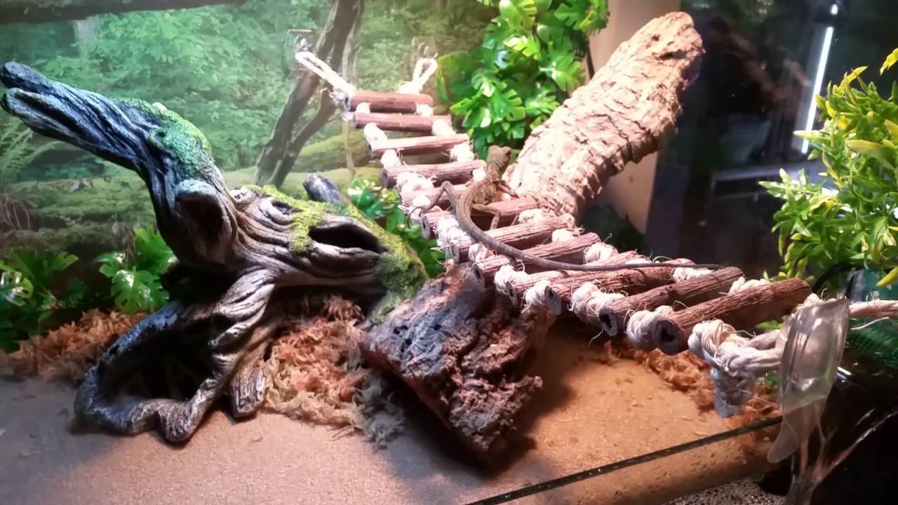 Chinese water dragon enclosure YouTube