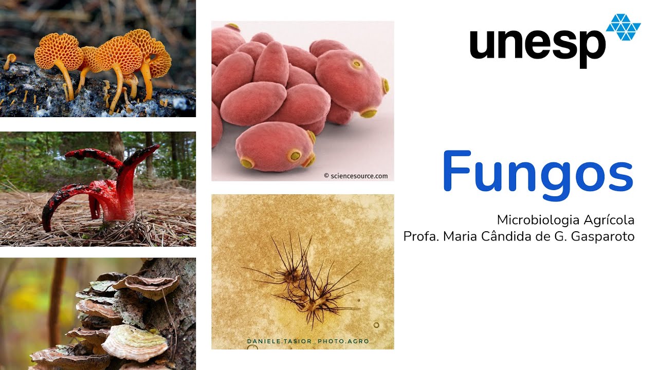Fungos - Parte 1