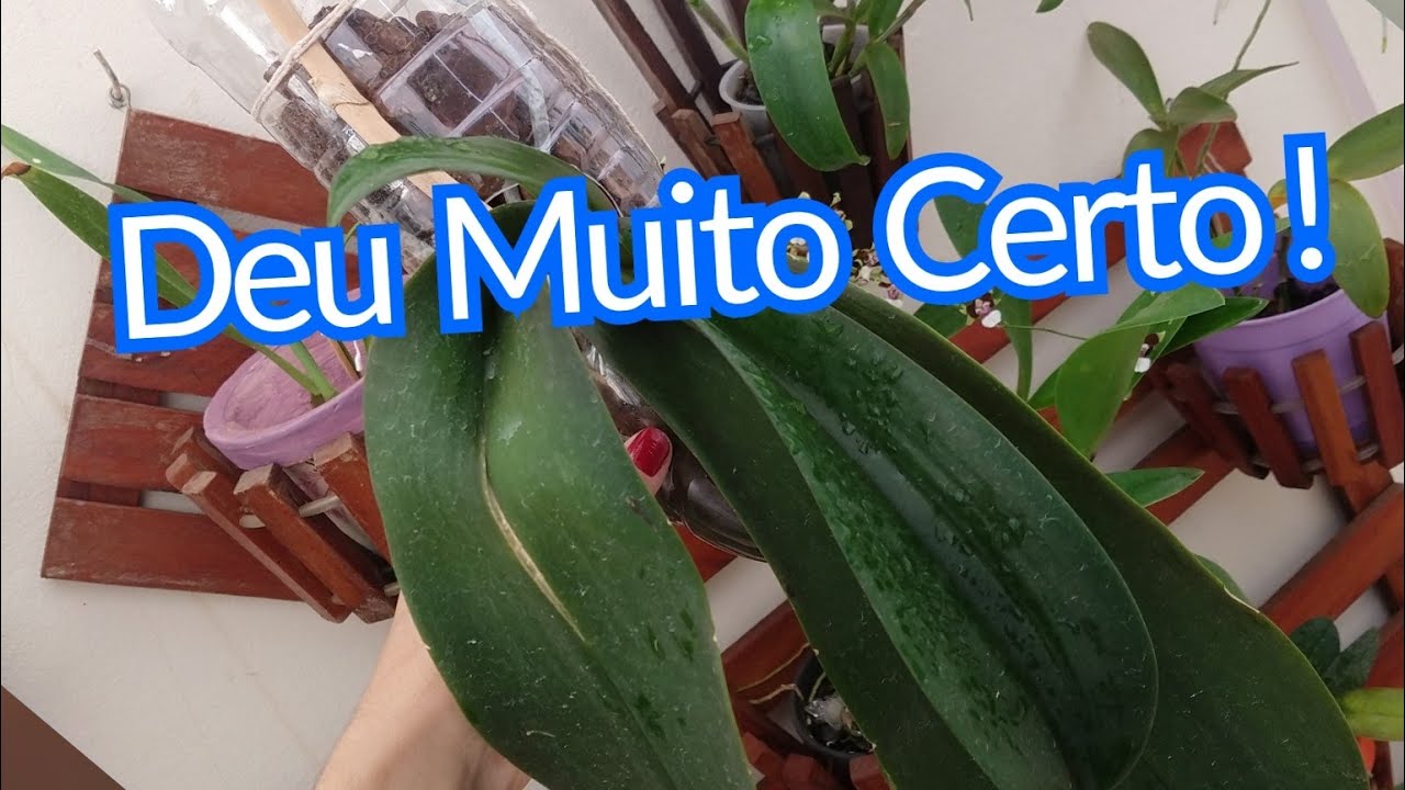 🔴ORQUIDEA NO TRONCO DE GARRAFA PET