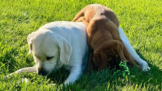 @MaggieandRubi battle over a tennis ball! #puppyplaying