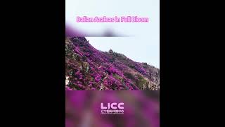 Pink Sea of Blooms Amid Dahei Mountain
