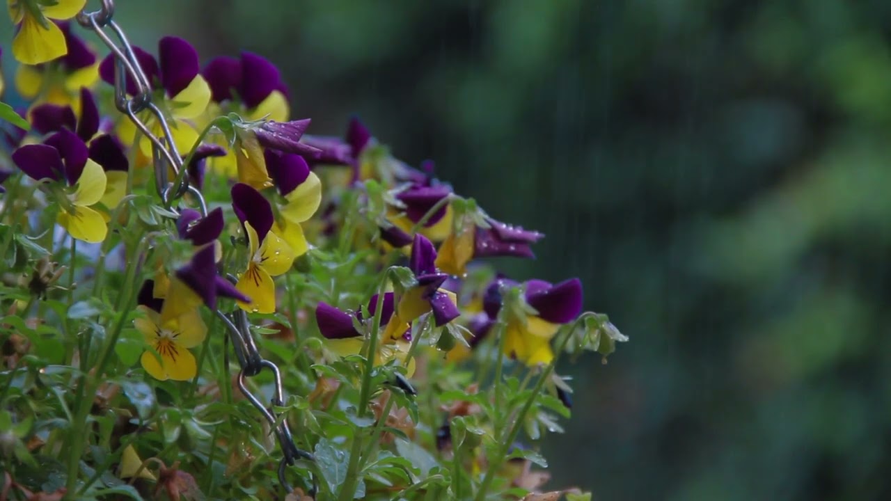 يخفف الارق بصوت المطر الغزير والرعد يساعدك على التامل والنوم العميق