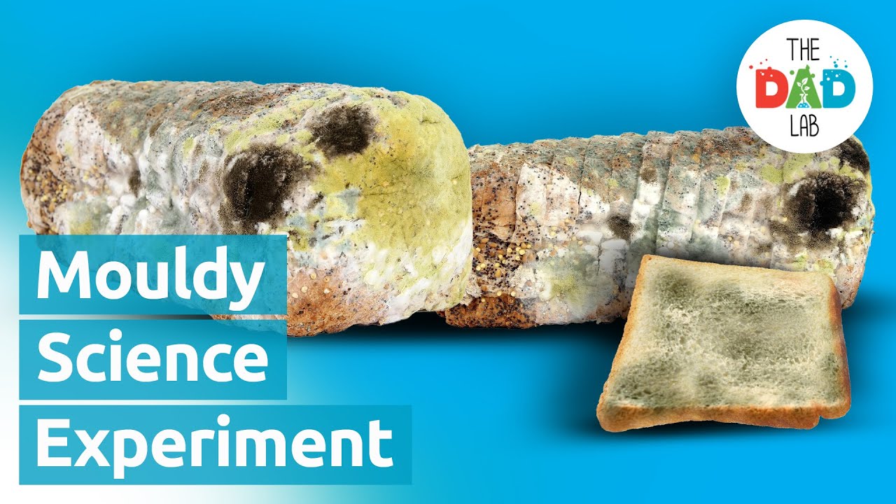 Mouldy Bread Science Experiment YouTube Mouldy Bread Science Experiment YouTube