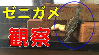 ゼニガメ Youtube