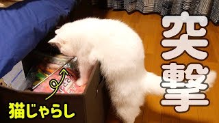 遊んで欲しくておもちゃ箱を漁る猫