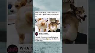 DOG GROOMING EXPECTATION VS REALITY! ๐ญ๐ #shorts #funny #memes DOG GROOMING EXPECTATION VS REALITY! ๐ญ๐ #shorts #funny #memes