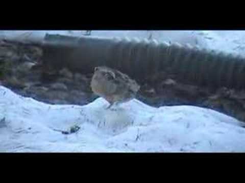 American Woodcock - Move It Move It