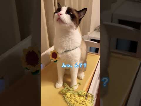 突然の訪問で怖がるスノーシュー猫 #cat #猫のいる暮らし #shorts