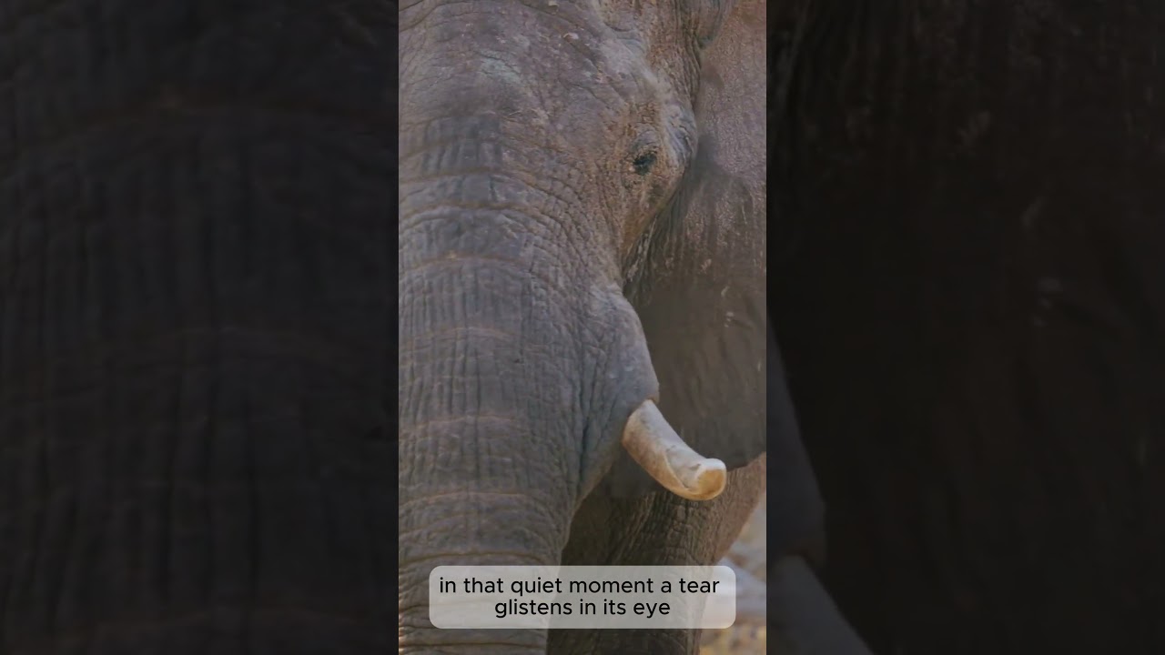 The Elephant That Cried – A Heartbreaking Moment of Empathy