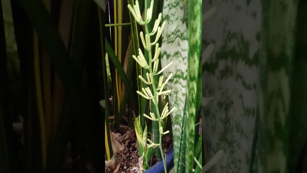 すべての花の画像 ラブリートラノオ 花言葉 すべての花の画像 ラブリートラノオ 花言葉
