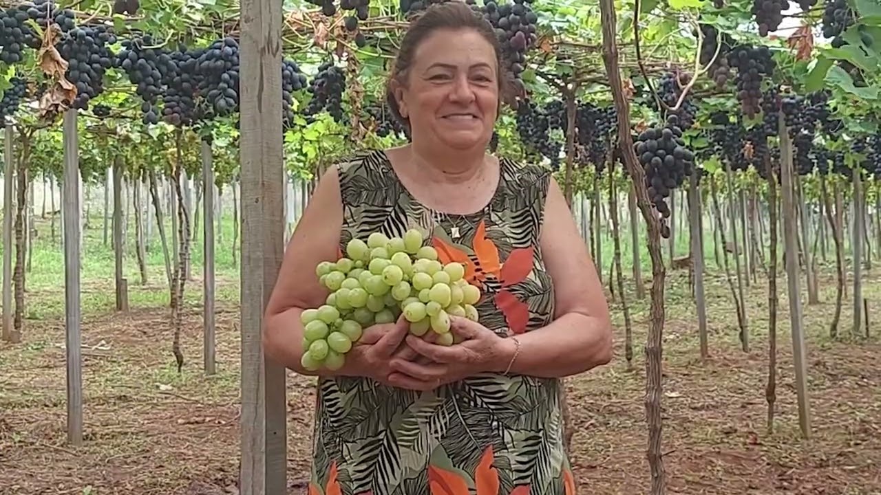 Vindima do Caminho das Pipas celebra tradição italiana em Rolante - Rio Grande Rural