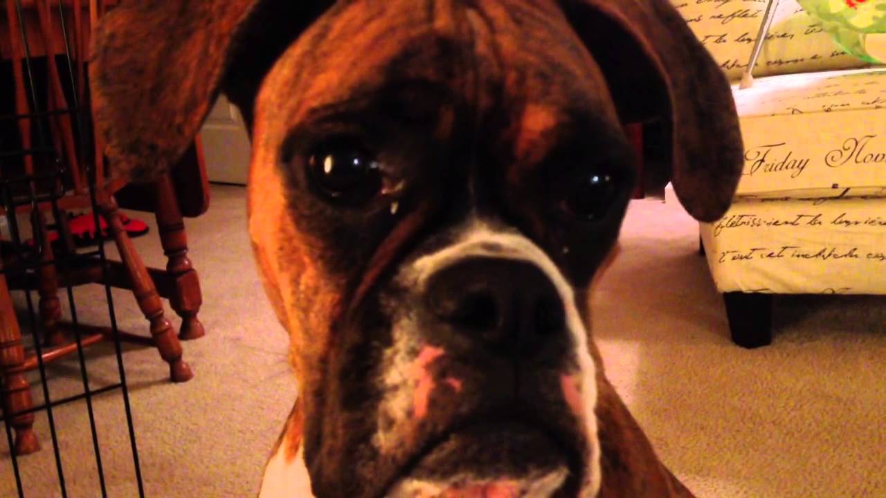 Boxer dog staring YouTube