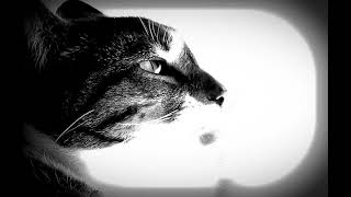 Cat Thinking About Stuff Clunky Type Beat