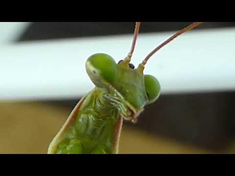 DRAMATIC MANTIS!