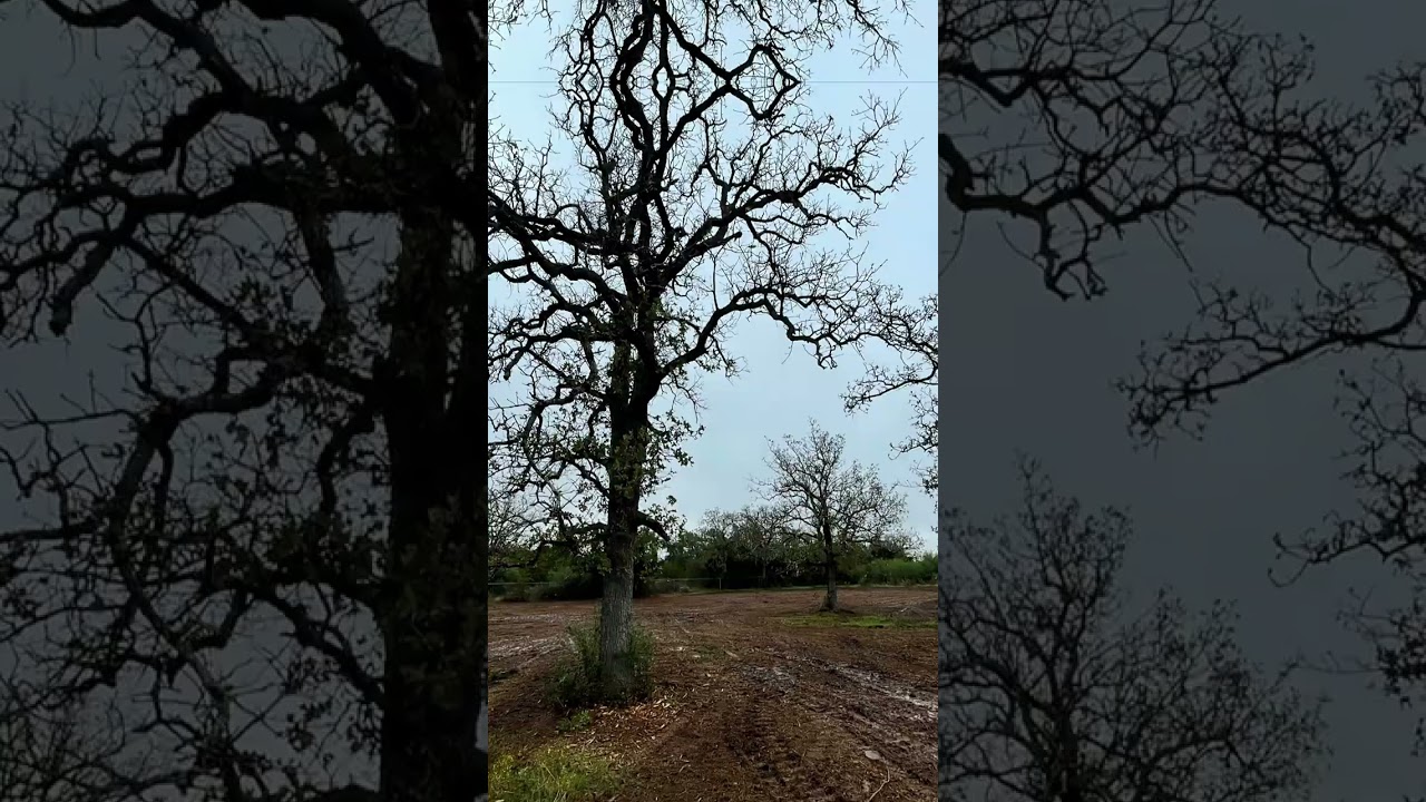 Transforming Landscapes with Forestry Mulching | Quinn Construction