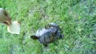 My turtle eating bread :D