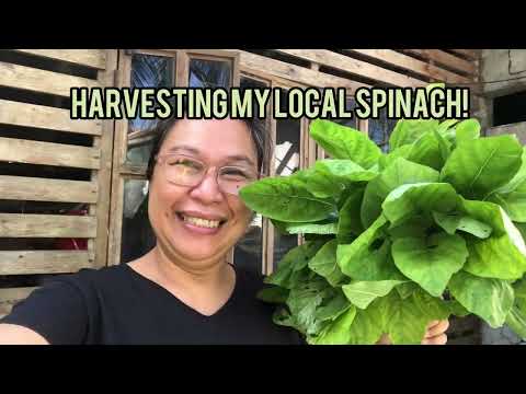 Harvesting my local spinach (kulitis) #plants #spinach
