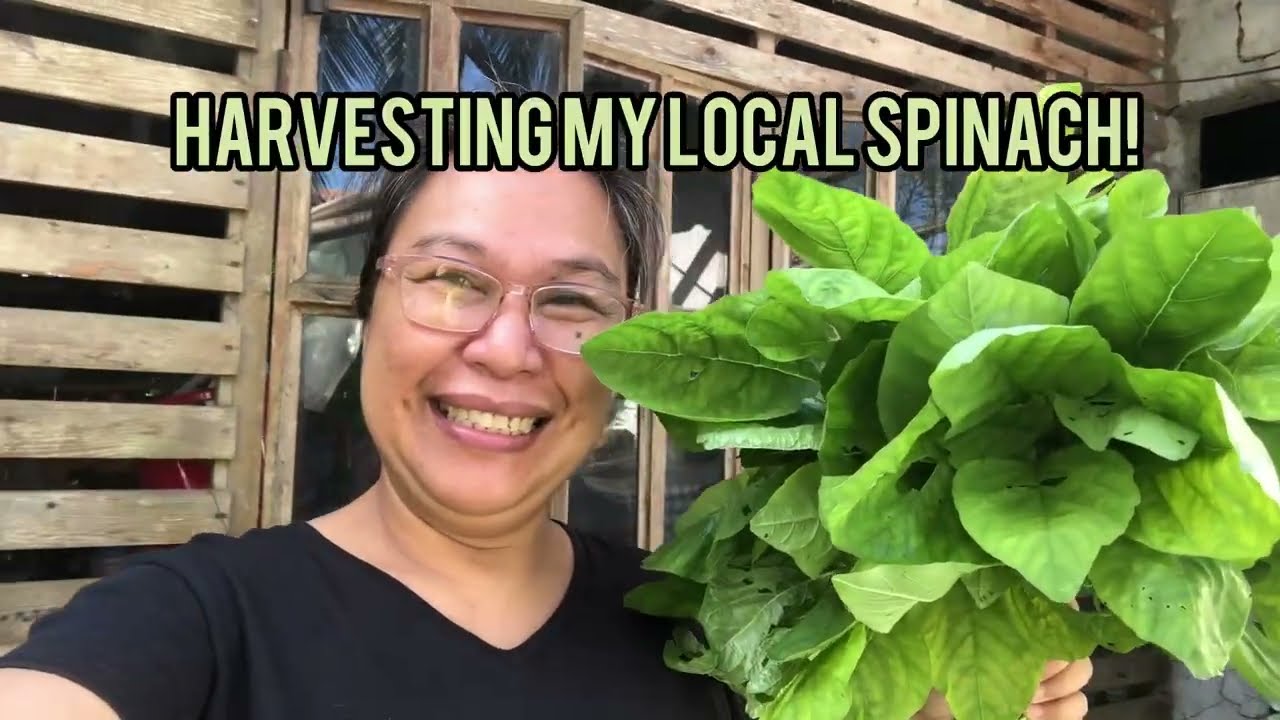 Сбор местного шпината (кулитис) 