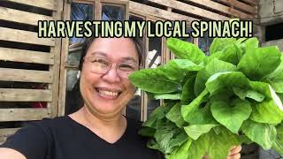Harvesting my local spinach (kulitis)  #plants #spinach