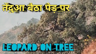 तेंदुआ बैठा पेड़ पर । Leopard On Tree । Trek to Baneshwar Mahadev Jim Corbett National Park । Hiking