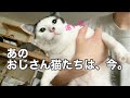 【保護猫シェルター】愛すべきおじさん猫たち❤︎