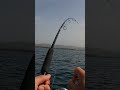 アジの泳がせ釣り