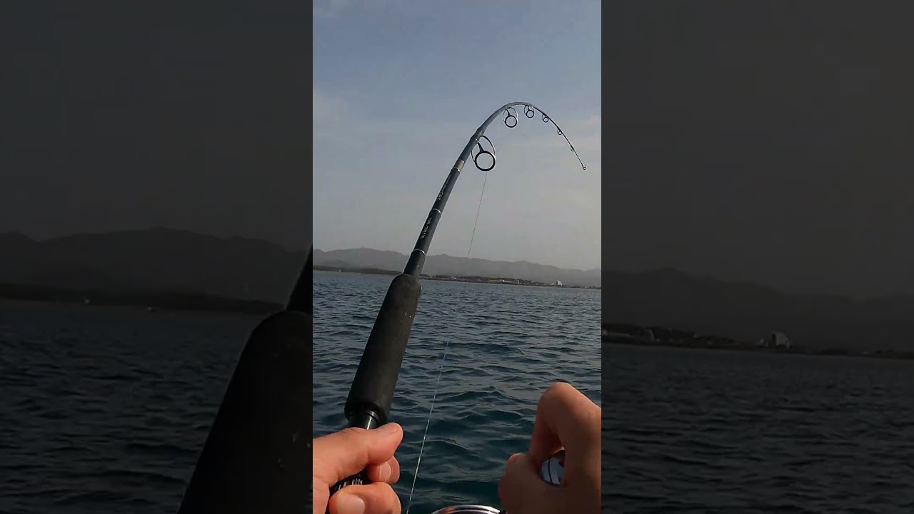 アジの泳がせ釣り