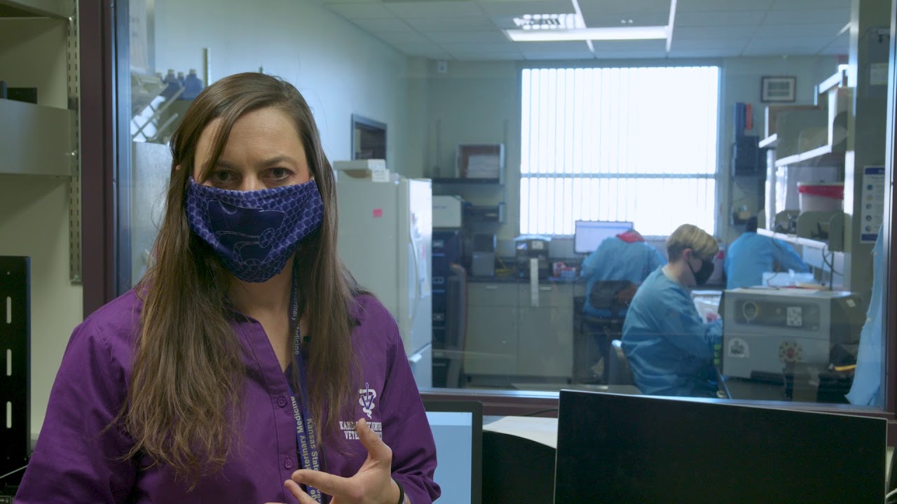 K-State Vet Med Virtual Tour - Rabies Laboratory - YouTube