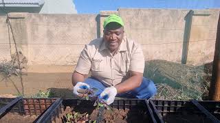 WickBox™ - smart agricultural solution