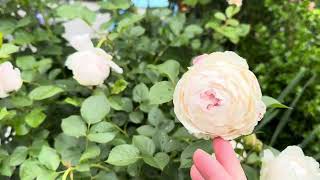 “Parfuma Earth Angel” Rose Second Year Blooms! “Parfuma Earth Angel” Rose Second Year Blooms!