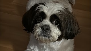 Mahesh Will Miss Diva & Dodo