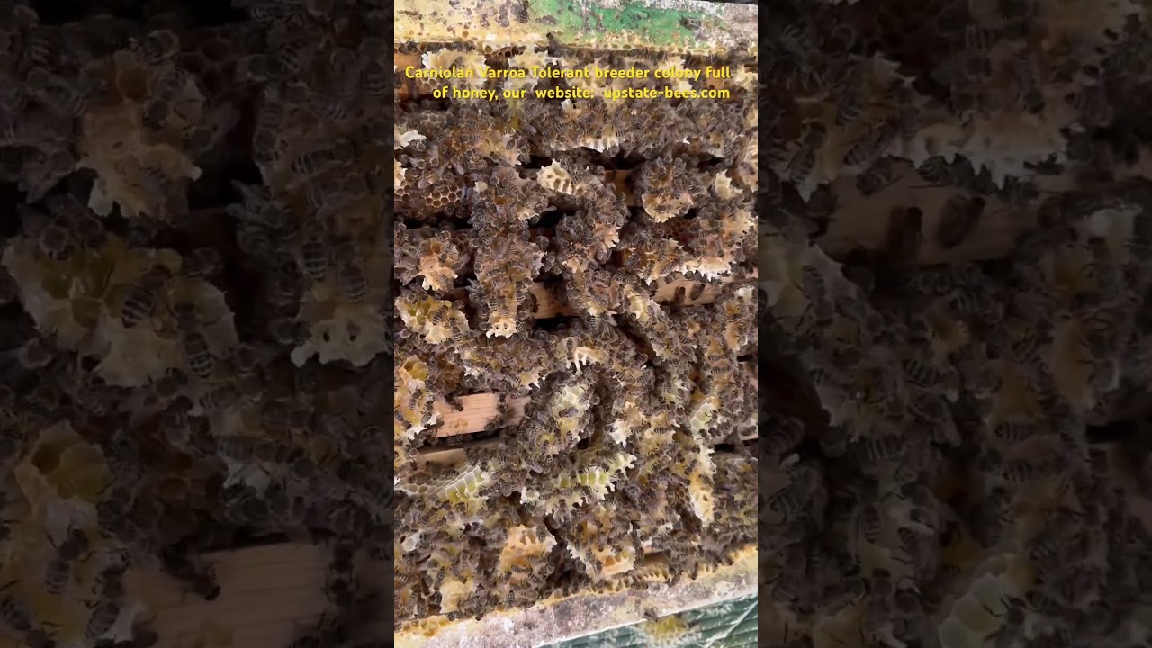 Carniolan breeder colony full of honey and building comb on top of frames, visit: upstate-bees.com