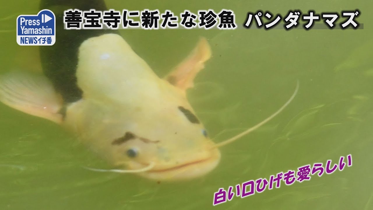 善宝寺に新たな珍魚 ナマズ 鶴岡市 Youtube