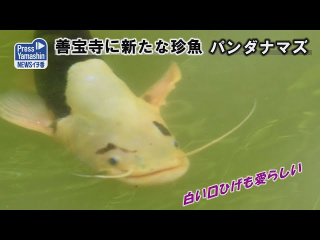 白変　パンダナマズ 善宝寺に新たな珍魚、？？？ナマズ 鶴岡市 - YouTube