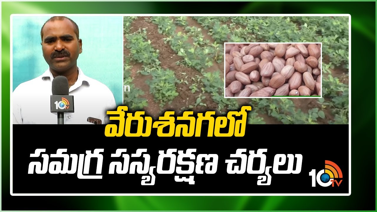 వేరుశనగలో సమగ్ర సస్యరక్షణ చర్యలు Integrated Pest Management in