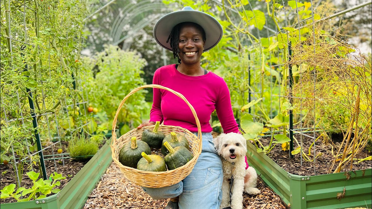 How to know when it’s time to harvest winter squash? YouTube