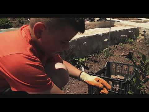 Βίντεο: Όμορφα χέρια μετά τον κήπο; Πραγματικότητα