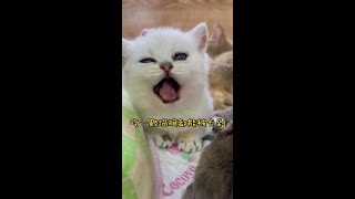 你们喜欢奶凶奶凶的晚晚嘛？