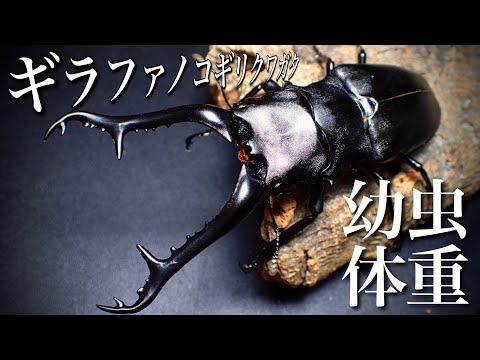 The world's largest species, the Giraffe Stag Beetle, larvae