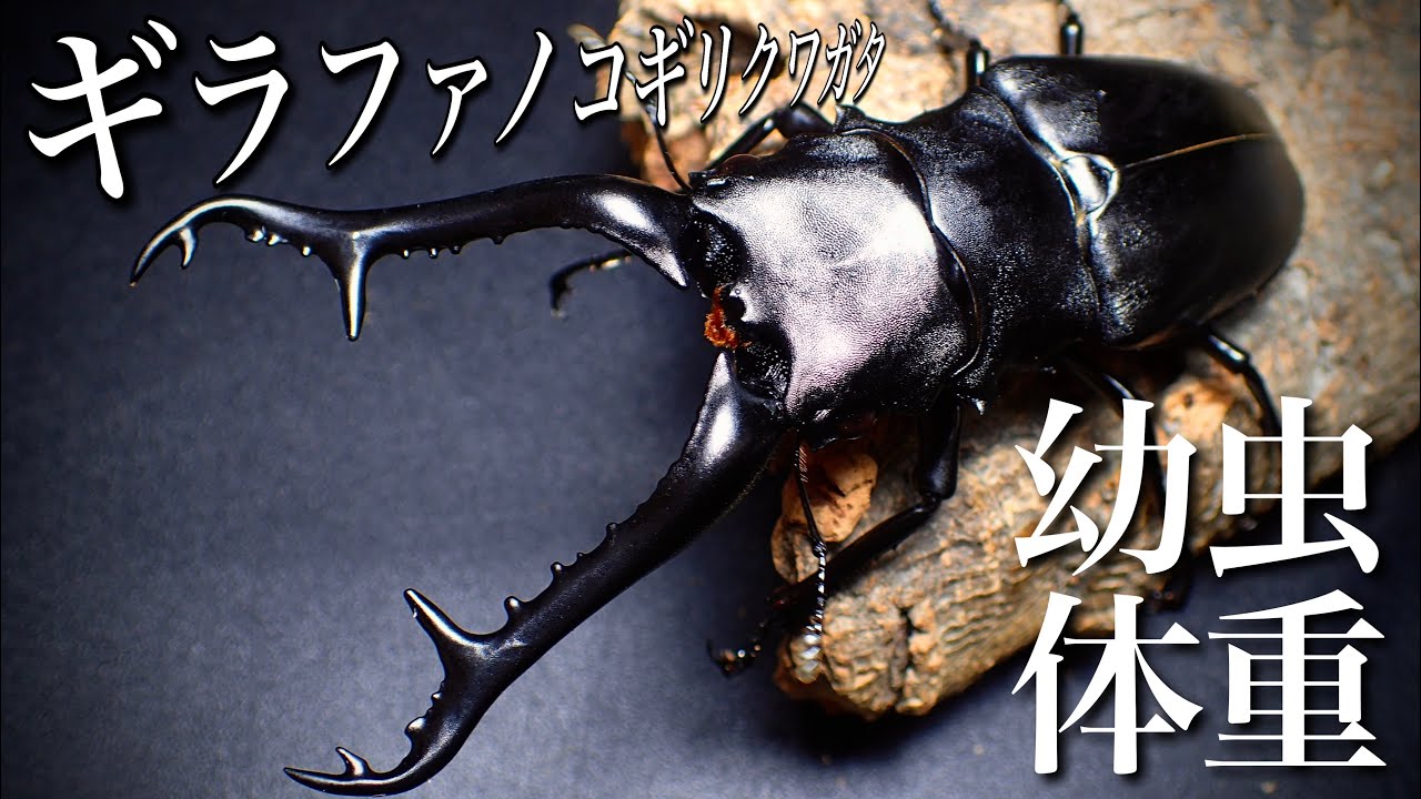 The world's largest species, the Giraffe Stag Beetle, larvae