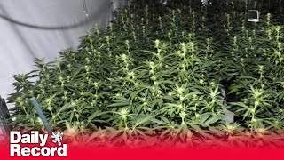 Crime gang posed as workmen digging up street to supply power to £21m cannabis operation