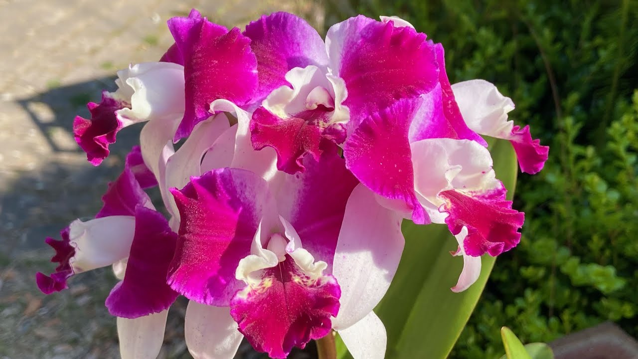 2338 卡特蘭怎樣才能越開花越多 how to bloom cattleya orchids with more flowers